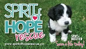 7525 pet rescue|spirit of hope rescue winnipeg.